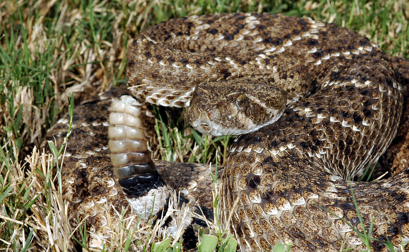 Crotalus atrox, la especie de cascabel que más muertes provoca en Estados Unidos